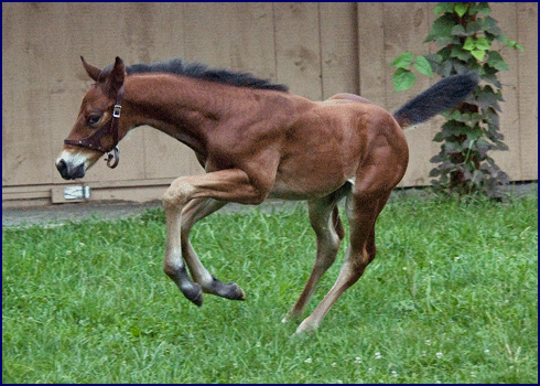 Young prospect by Irish Sport Horse stallion Brandenburg's Windstar.