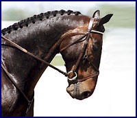 Windchase Competition Horses