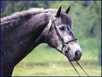 Brandenburg's Windstar, Irish Sport Horse stallion at stud at Phyllis Dawson's farm Windchase.
