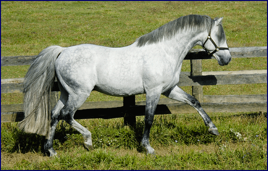 Brandenburg's Windstar, Irish Sport Horse stallion, leading Eventing sire standing at stud at Windchase.