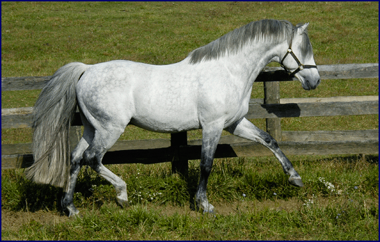 irish hunter horse