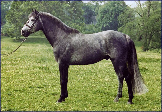 Photo of top Eventing sire Brandenburg's Windstar, Irish Sport Horse stallion at stud.  Breed Irish horses for Eventing, dressage, show jumping and foxhunting.