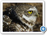 Burrowing Owl