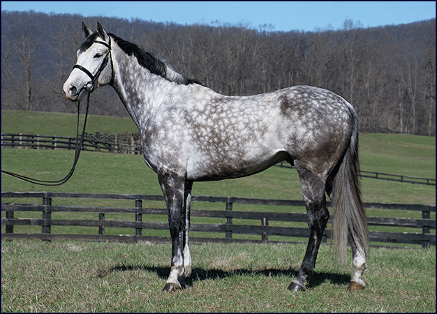 Hearts of a Clover (aka Kole)