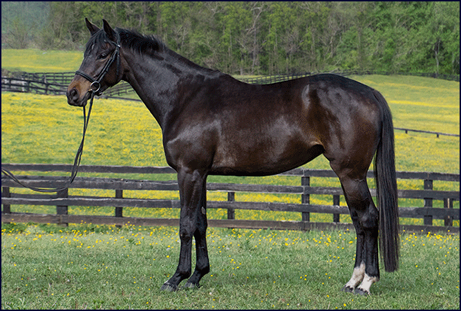 Windchase Star Mistress